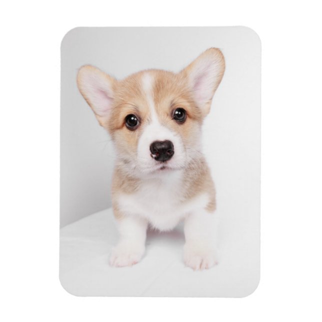 Ímã Bebês Mais Pobres | Tiny Corgi (Vertical)