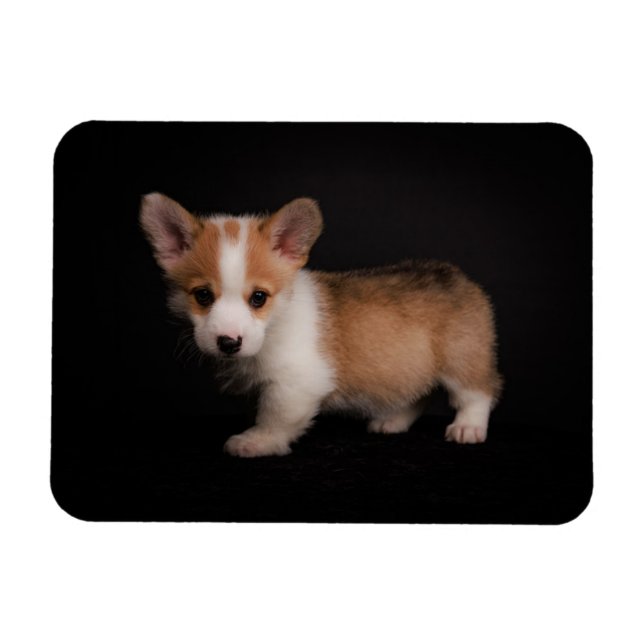 Ímã Bebês Mais Pobres | Tiny Corgi (Horizontal)