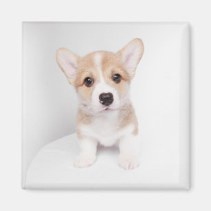 Imã Bebês Mais Pobres   Tiny Corgi