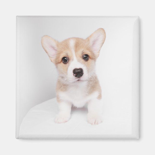 Imã Bebês Mais Pobres | Tiny Corgi (Frente)