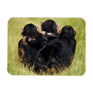 Ímã Bebês Mais Pobres Três Chimpanzés