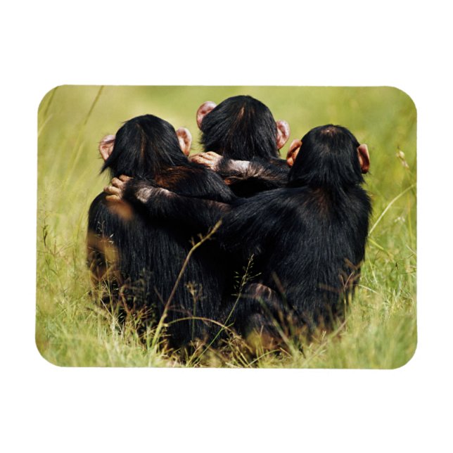 Ímã Bebês Mais Pobres | Três Chimpanzés (Horizontal)