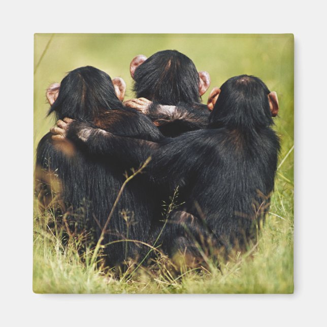 Imã Bebês Mais Pobres | Três Chimpanzés (Frente)