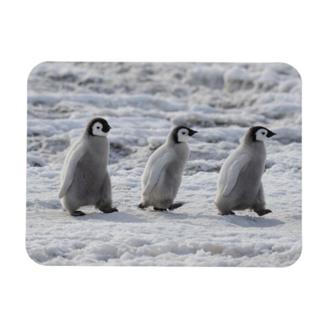 Ímã Bebês Mais Pobres | Três Pintinhos Imperadores de  (Horizontal)