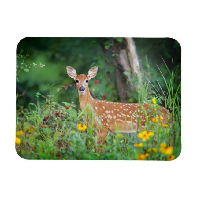 Ímã Bebês Mais Pobres | Veado branco em Daisies (Horizontal)