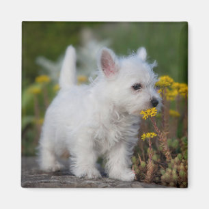 Imã Bebês Mais Pobres West Highland White Terrier