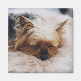 Imã Bebês Mais Pobres   Yorkshire Terrier
