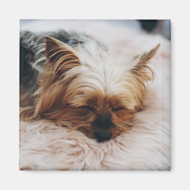 Imã Bebês Mais Pobres | Yorkshire Terrier (Frente)