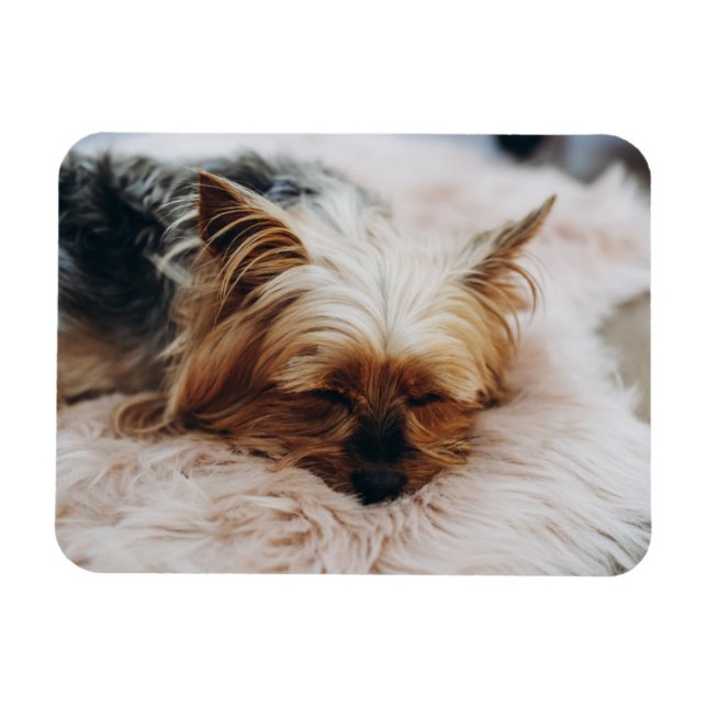Ímã Bebês Mais Pobres | Yorkshire Terrier (Horizontal)