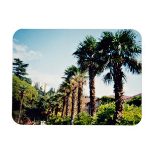 Ímã Beco de Palma do Jardim Botânico de Nikitsky na