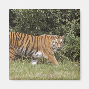 Imã Bedfordshire, Inglaterra 2