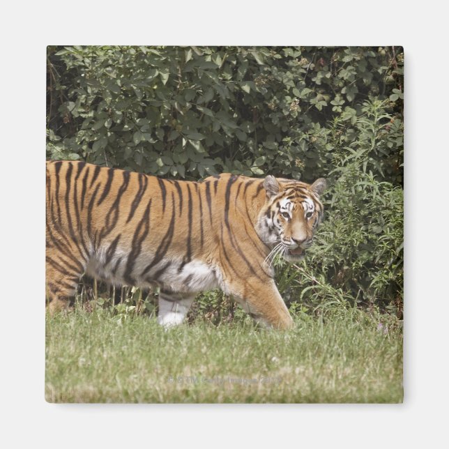 Imã Bedfordshire, Inglaterra 2 (Frente)