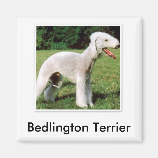 Imã Bedlington Terrier Magnet (Frente)