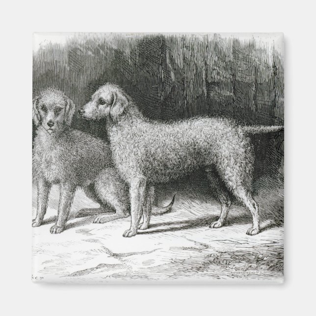 Imã Bedlington Terriers- F. Armstrong (Frente)