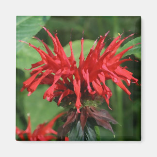 Imã Bee Balm Magnet