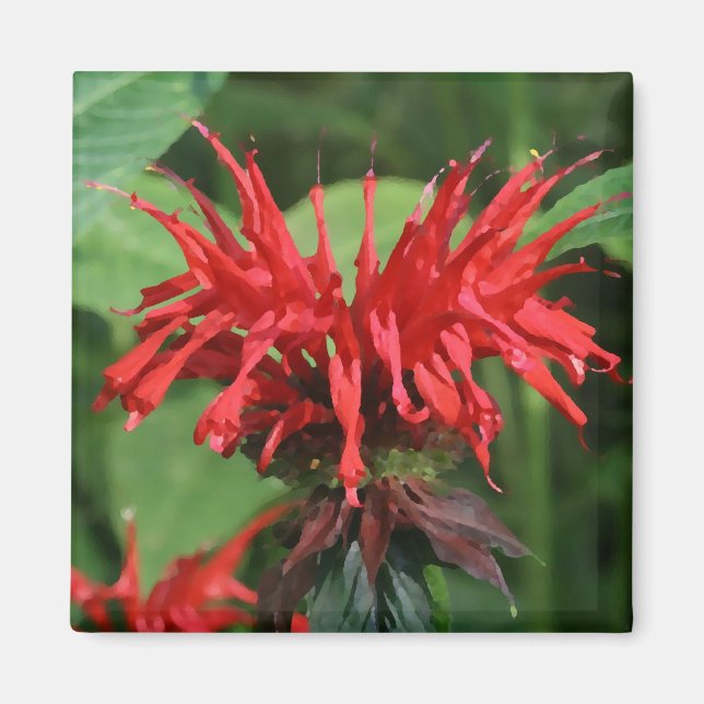 Imã Bee Balm Magnet (Frente)