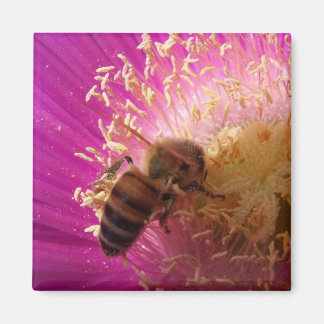 Imã Bee Magnets