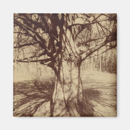 Imã Beech Tree (por Eugène Atget)