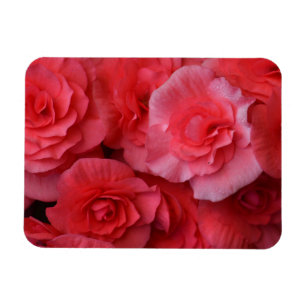 Ímã Begonia rosa esmagadora