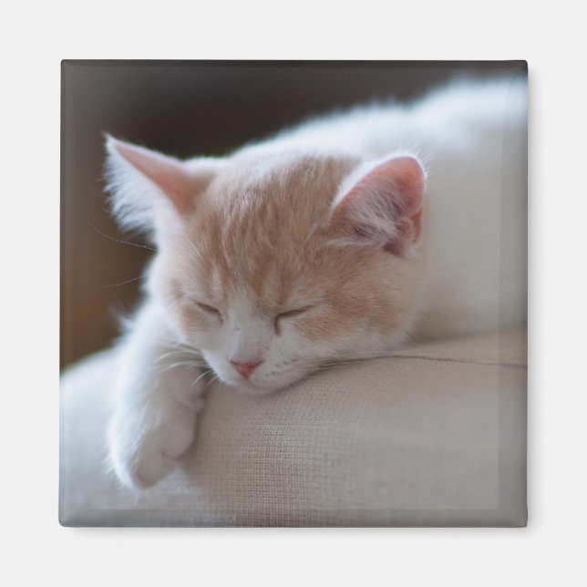 Imã Beige Cansado E Gatinho Branco (Frente)