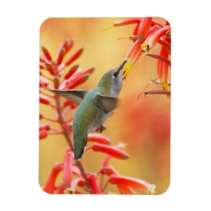 Ímã Beija-flor cercada por yucca vermelha