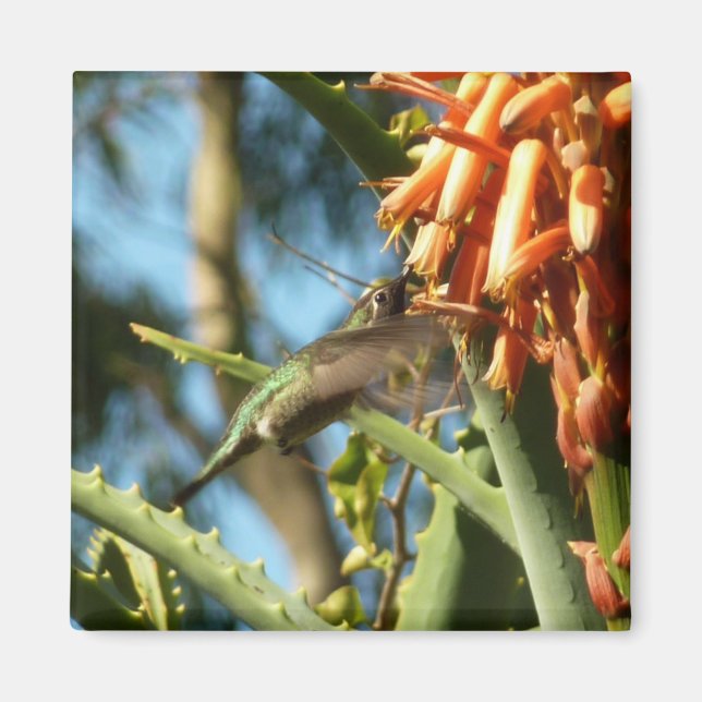 Imã Beija-flor-de-garganta-preta em Voo (Frente)