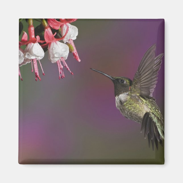 Imã Beija-flor-de-garganta-rubí-macho (Frente)