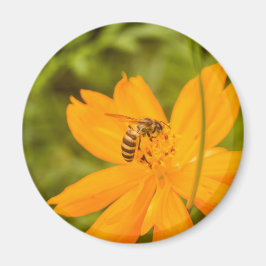 Imã Beija-flor em um Cosmos de Enxofre