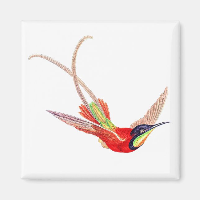 Imã Beija-flor em Voo (Frente)