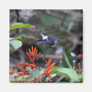 Imã Beija-flor em Voo e Flores Vermelhas