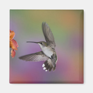 Imã Beija-flor-fêmea de garganta rubi em voo