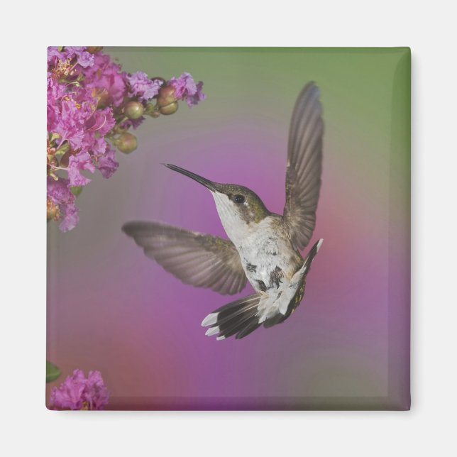 Imã Beija-flor-macho jovem de garganta rubi (Frente)
