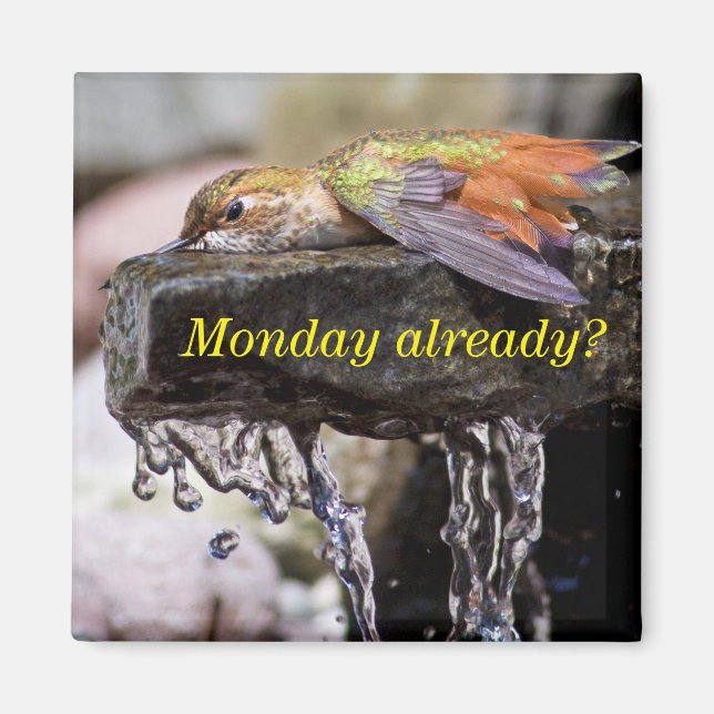 Imã Beija-flor-porco na água 2 (Frente)