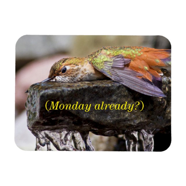 Ímã Beija-flor-porco na água 2 (Horizontal)