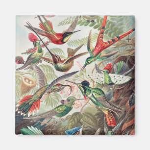 Imã Beija-flor, Trochilidae Kolibris por Ernst Haeckel