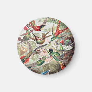 Imã Beija-flor, Trochilidae Kolibris por Ernst Haeckel