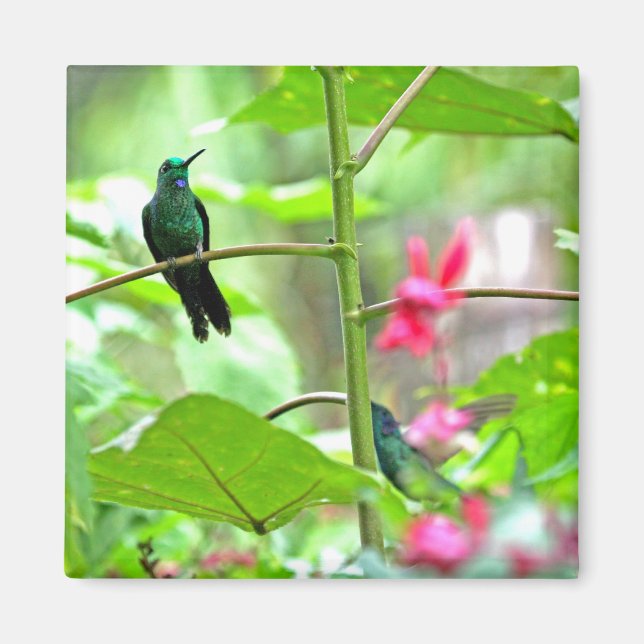 Imã Beija-flor Tropical e Flores (Frente)