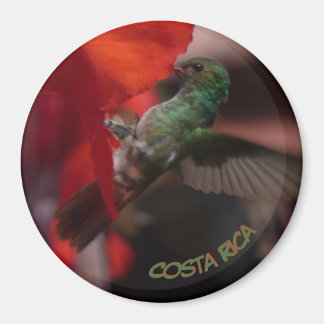 Imã Beija-flor verde no busto de flores laranja. Íman