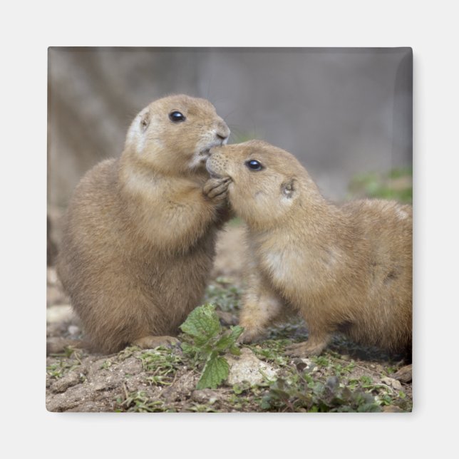 Imã Beija-me o Magnete Rápido (Frente)