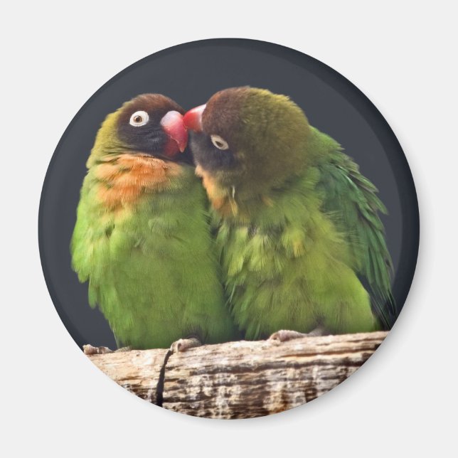 Imã Beijo de Agapornis Magner (Frente)
