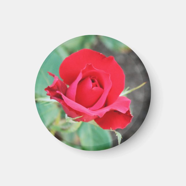 Imã Beijo de uma Rosa Vermelha   (Frente)