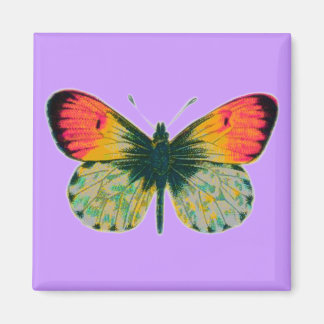 Imã Bela Borboleta