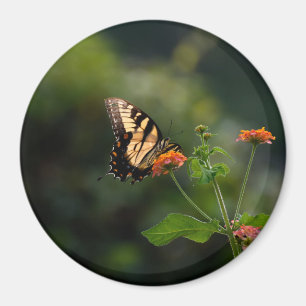Imã Bela borboleta-de-cauda-andorinha
