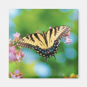 Imã Bela borboleta Swallowtail em flores bonito