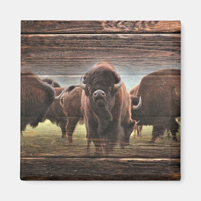 Imã Bela Búfalo Herd (Frente)