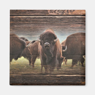 Imã Bela Búfalo Herd