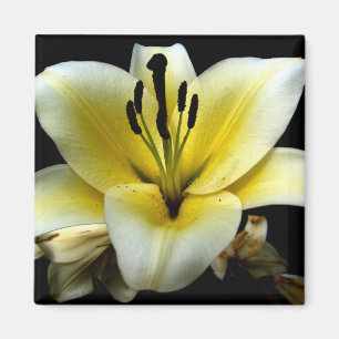 Imã Bela Flor Amarela Elegante no Preto