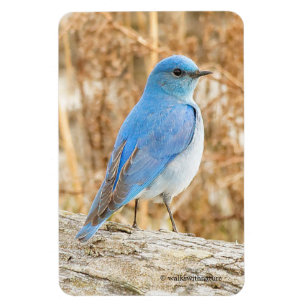 Ímã Bela Montanha Bluebird