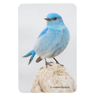 Ímã Bela Montanha Bluebird