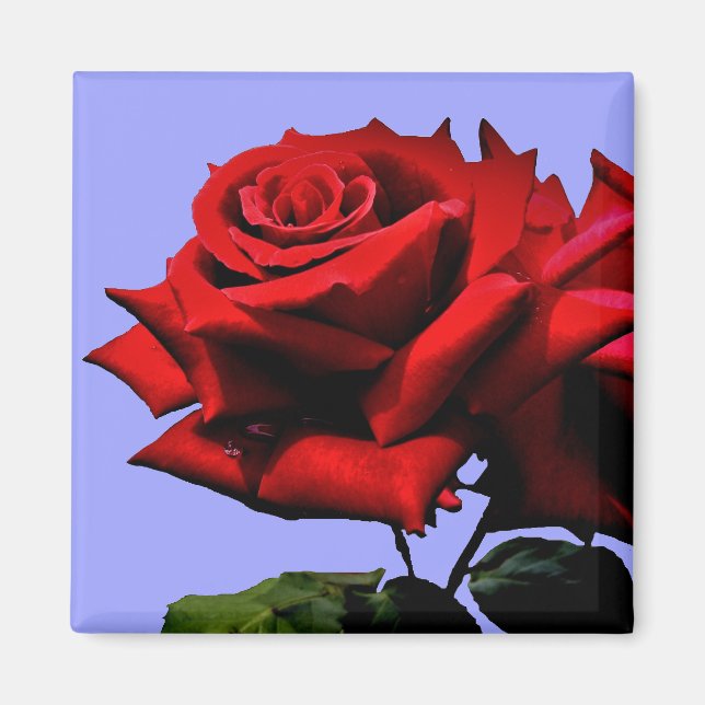 Imã Bela Rosa Vermelha Natureza Floral (Frente)